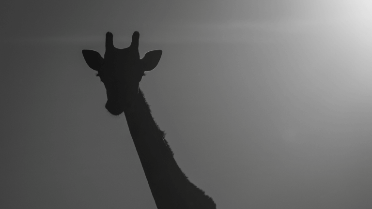 El legado de emprendimiento y compromiso ambiental: Africam Safari | BLOG